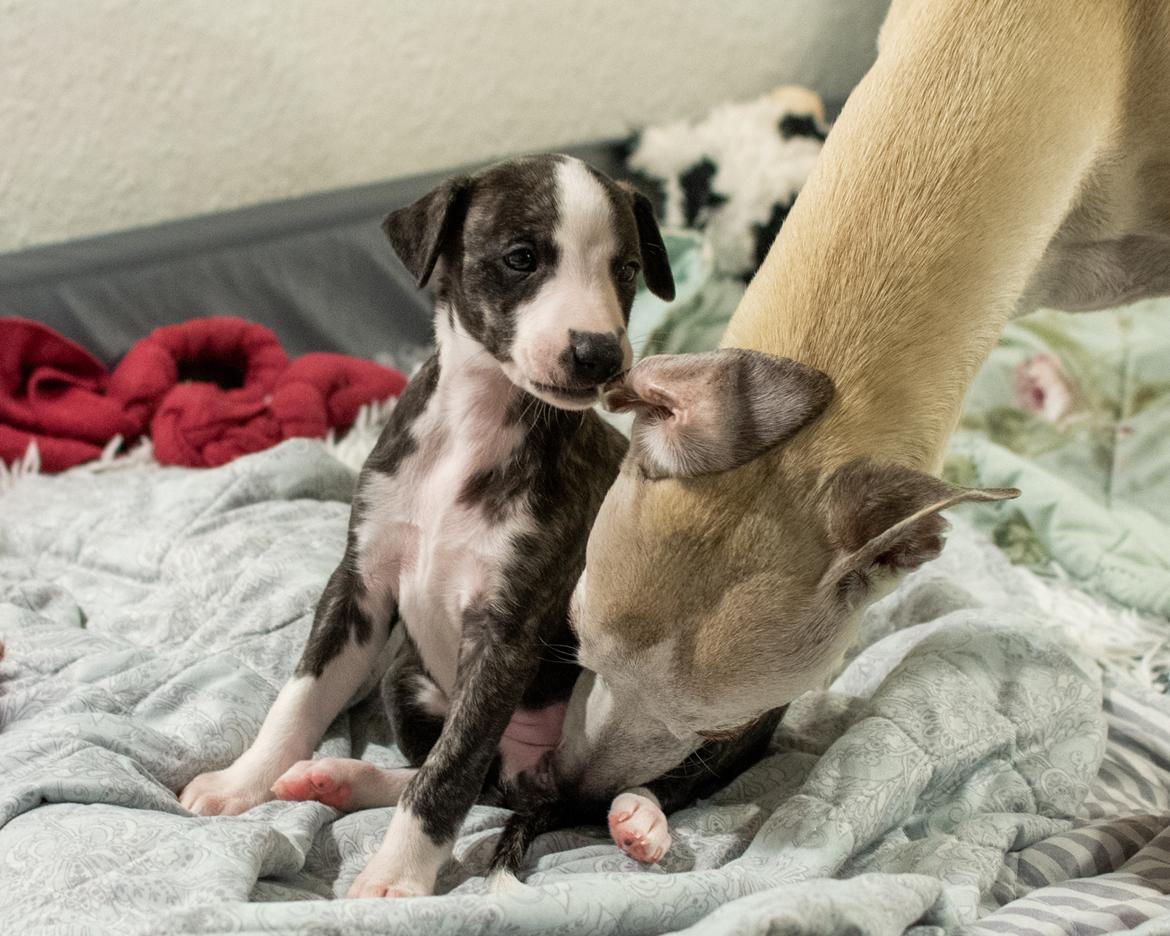 Whippet Selma - 5 uger gammel billede 6