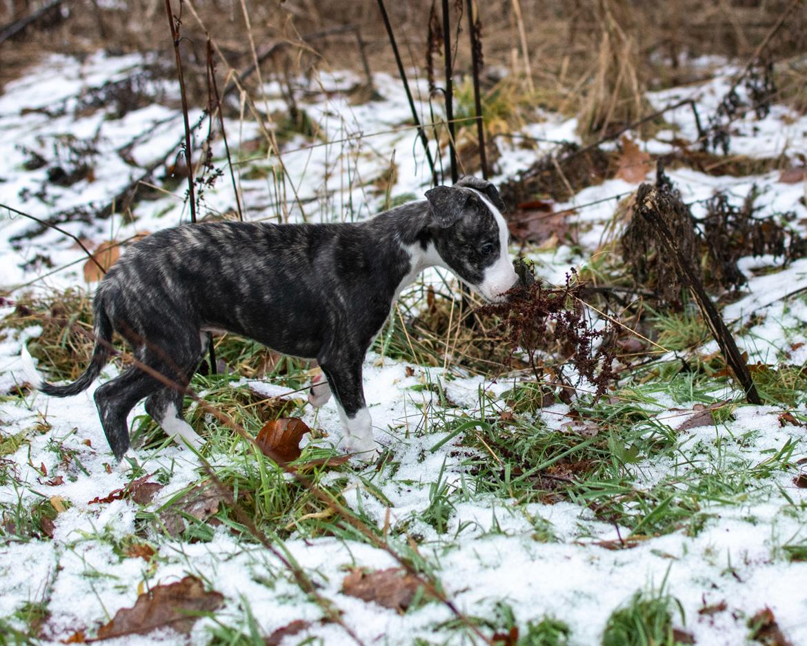 Whippet Selma - 8 uger gammel billede 15