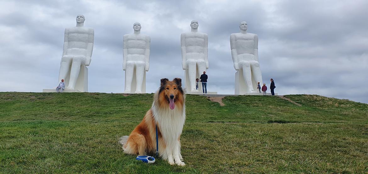 Collie langhåret TKN (US)Keylocs Boomerang of smiles billede 29