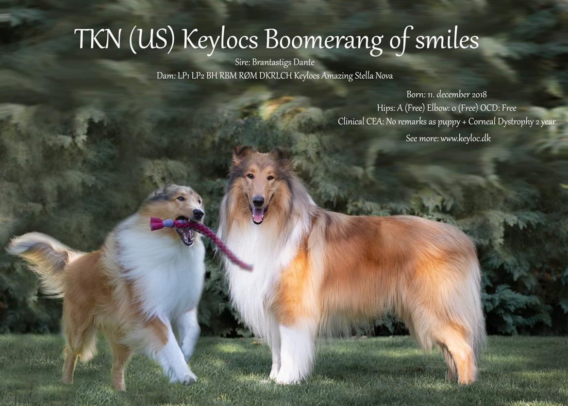 Collie langhåret TKN (US)Keylocs Boomerang of smiles billede 27