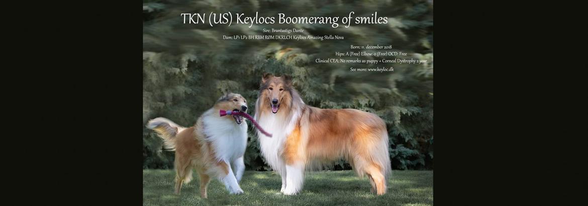 Collie langhåret TKN (US)Keylocs Boomerang of smiles billede 28