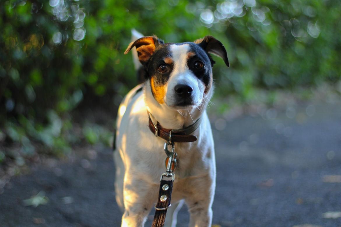 Dansk svensk gaardhund Norbert billede 1