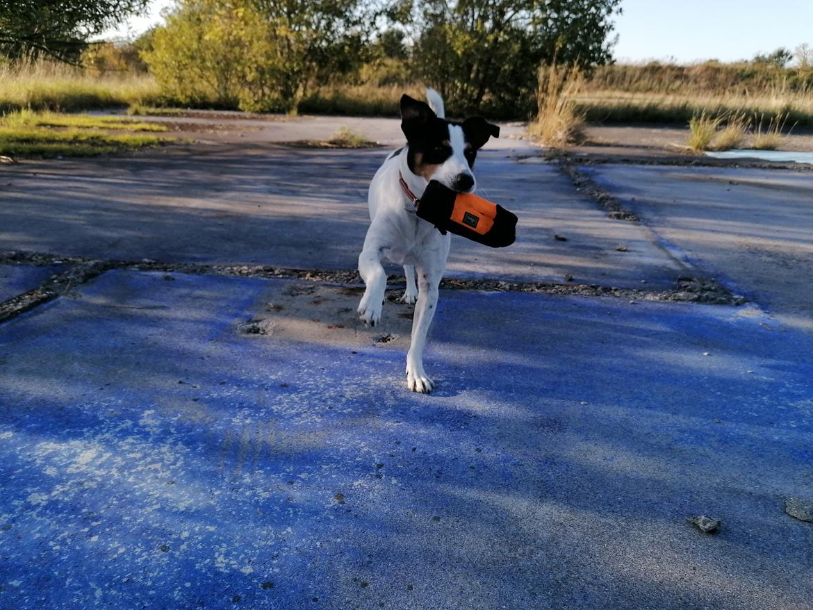 Dansk svensk gaardhund Norbert billede 33