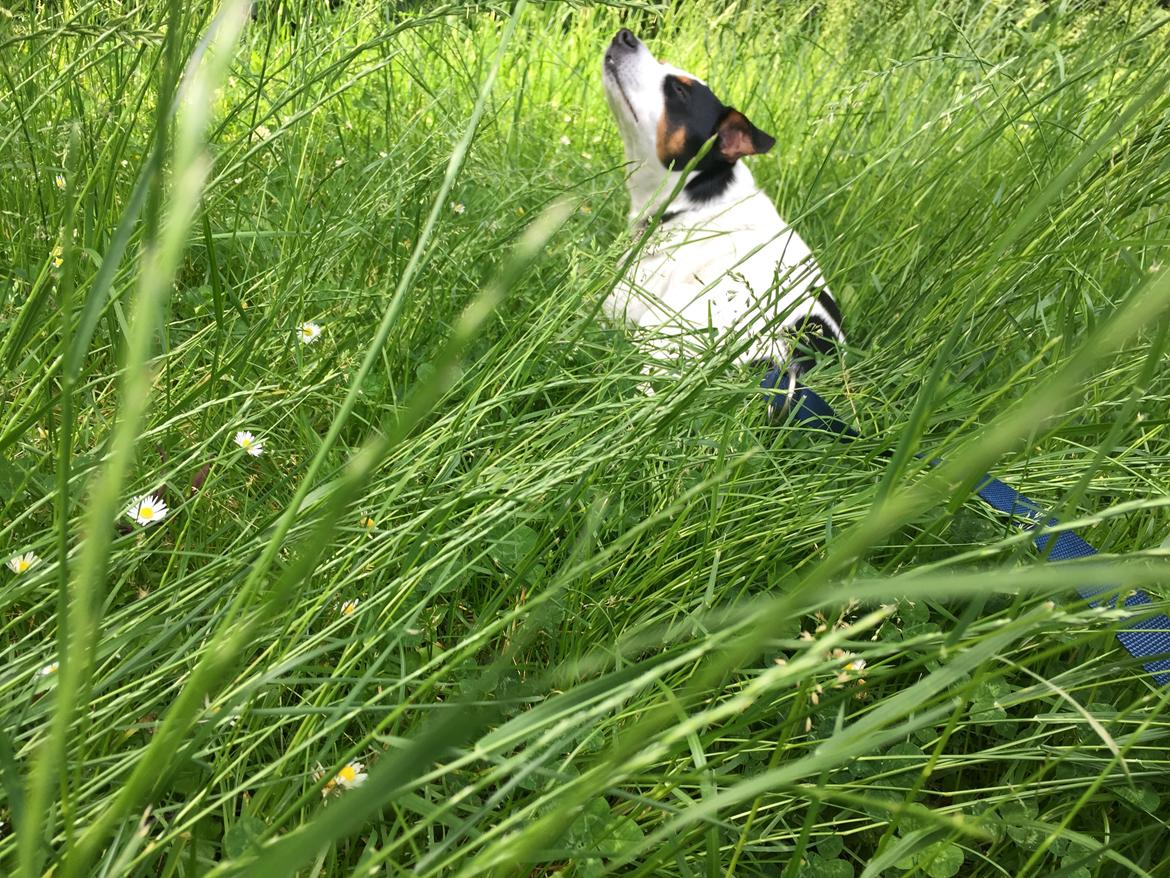 Dansk svensk gaardhund Norbert billede 34
