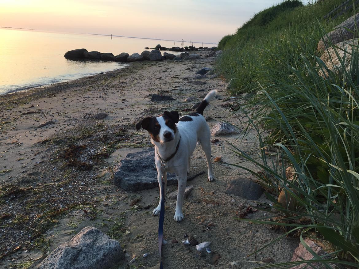 Dansk svensk gaardhund Norbert billede 31