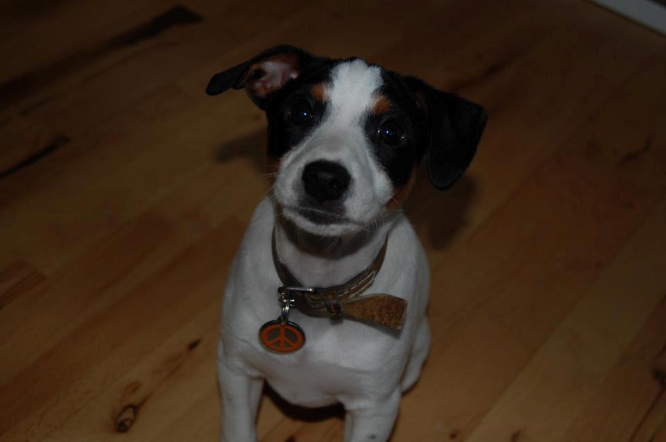 Dansk svensk gaardhund Norbert billede 37