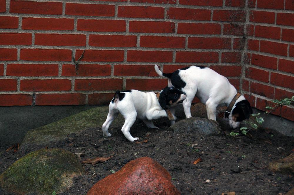 Dansk svensk gaardhund Norbert billede 38