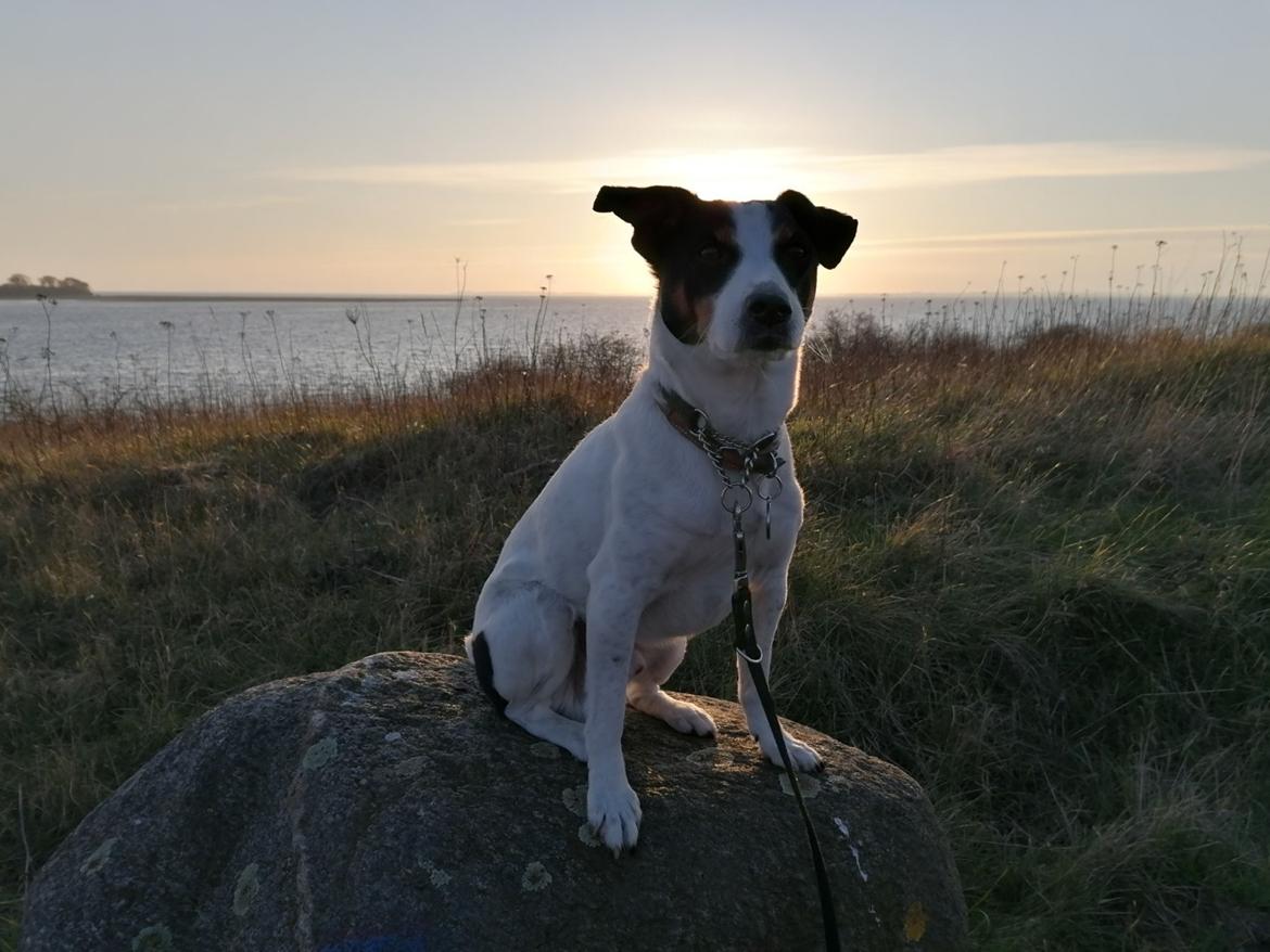 Dansk svensk gaardhund Norbert billede 16