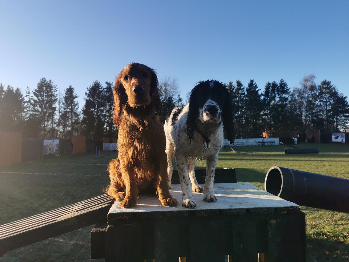 Field Trial Cockerspaniel Kapow  29 juni 2020 - December 2021 billede 24