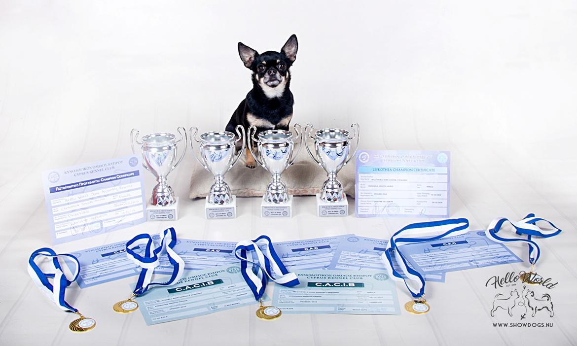 Chihuahua CH. Hello World Some Assembly Required "Saga" billede 4