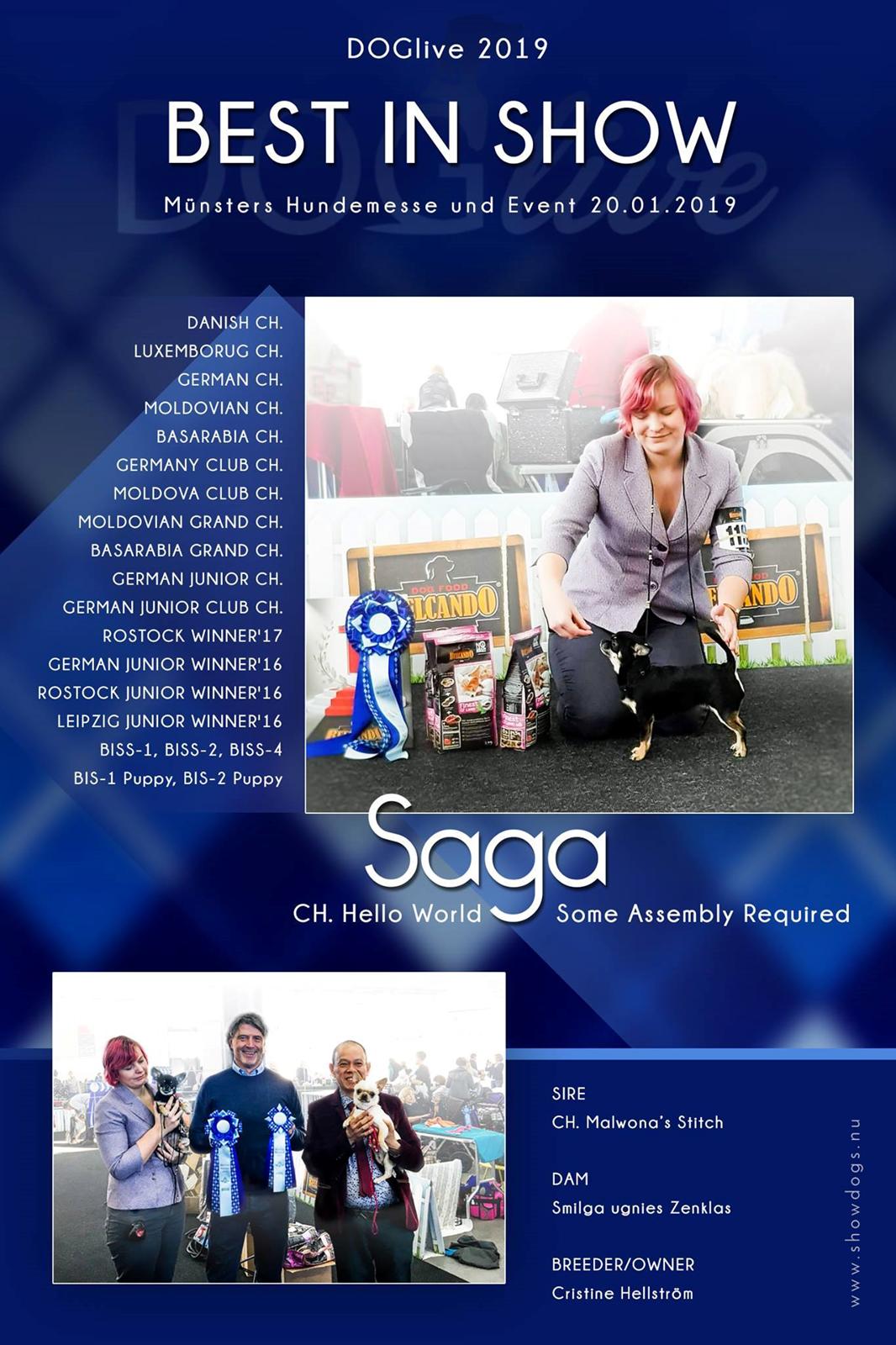 Chihuahua CH. Hello World Some Assembly Required "Saga" billede 13