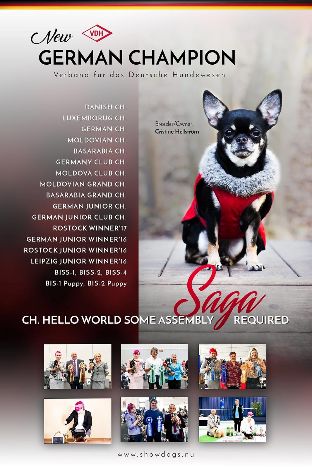 Chihuahua CH. Hello World Some Assembly Required "Saga" billede 10