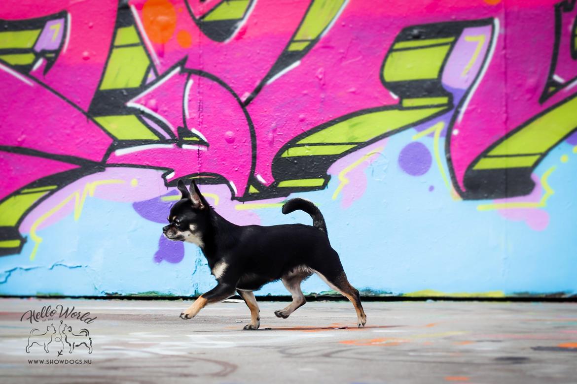 Chihuahua CH. Hello World Some Assembly Required "Saga" billede 5