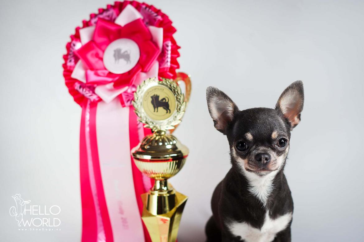 Chihuahua CH. Hello World Clicker Trained Raptor billede 1