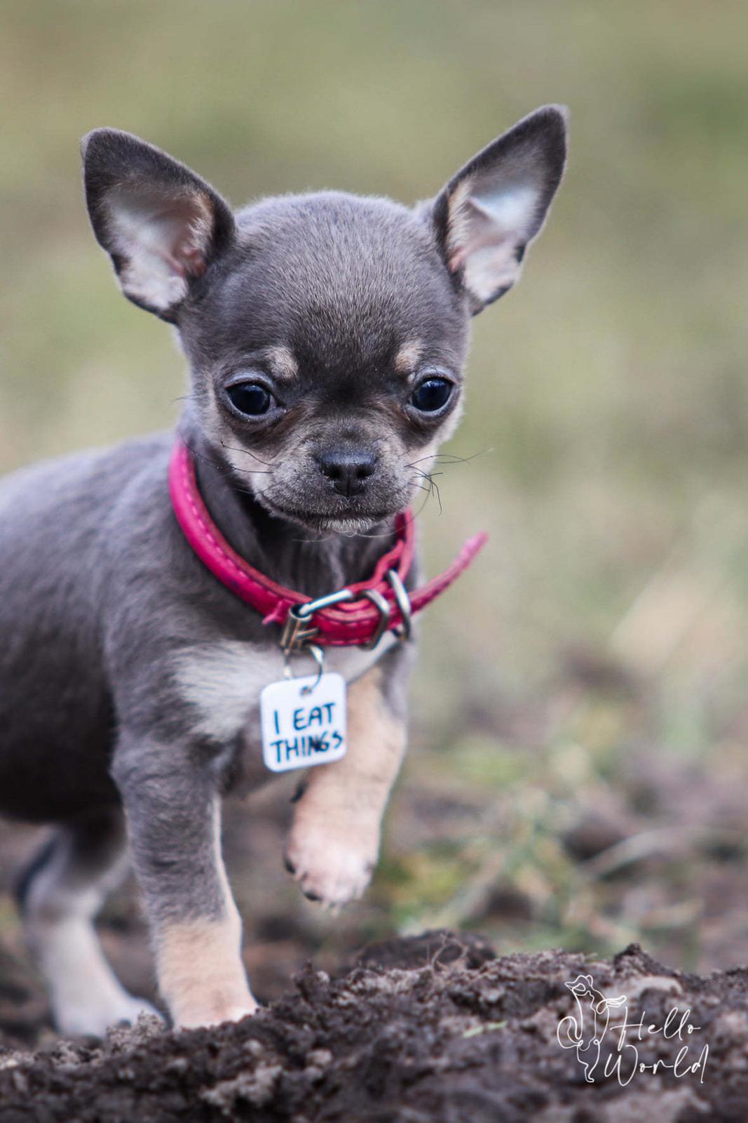 Chihuahua CH. Hello World Clicker Trained Raptor billede 6