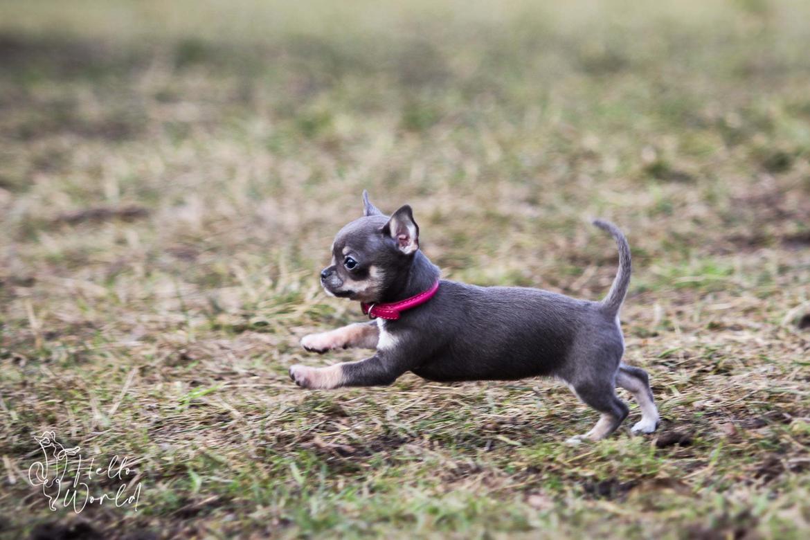 Chihuahua CH. Hello World Clicker Trained Raptor billede 4