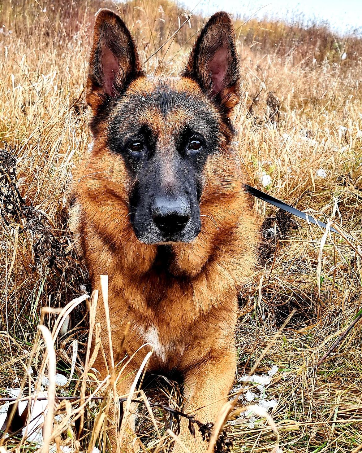 Schæferhund Nanne aka Nano billede 1