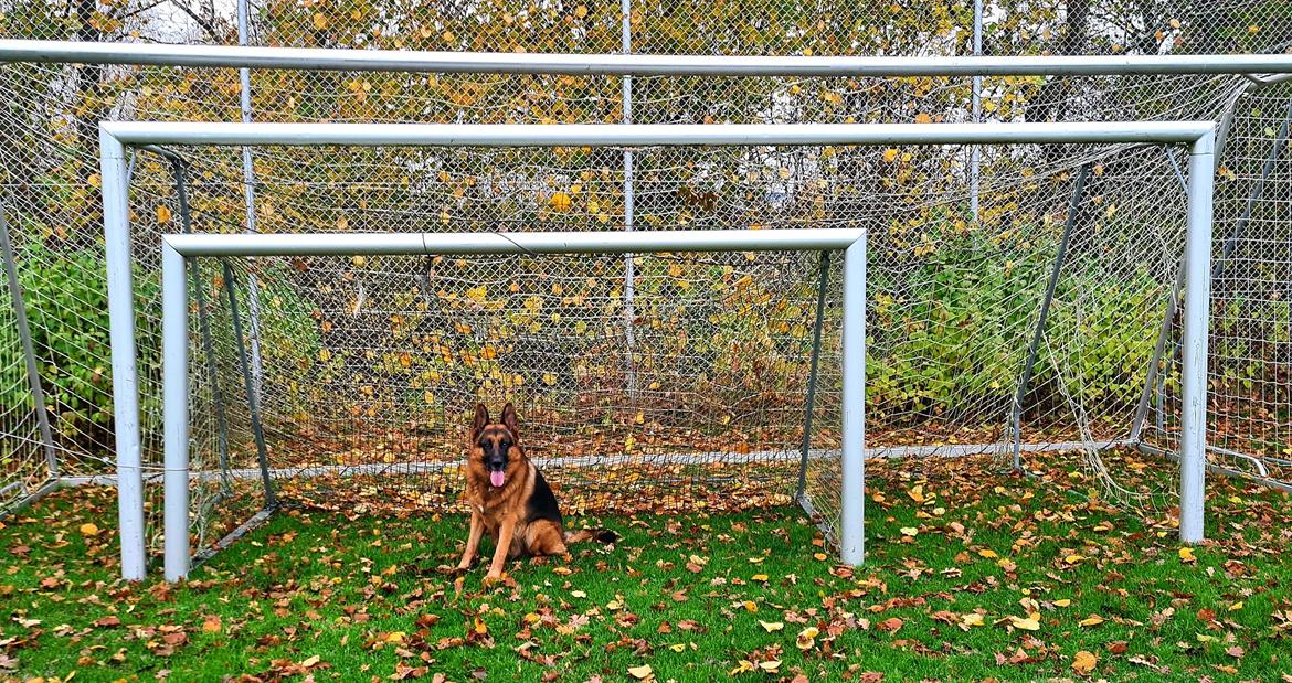 Schæferhund Nanne aka Nano billede 5