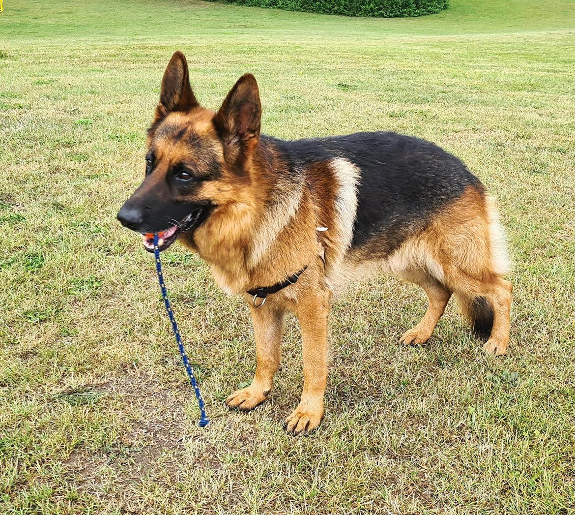 Schæferhund Nanne aka Nano billede 15