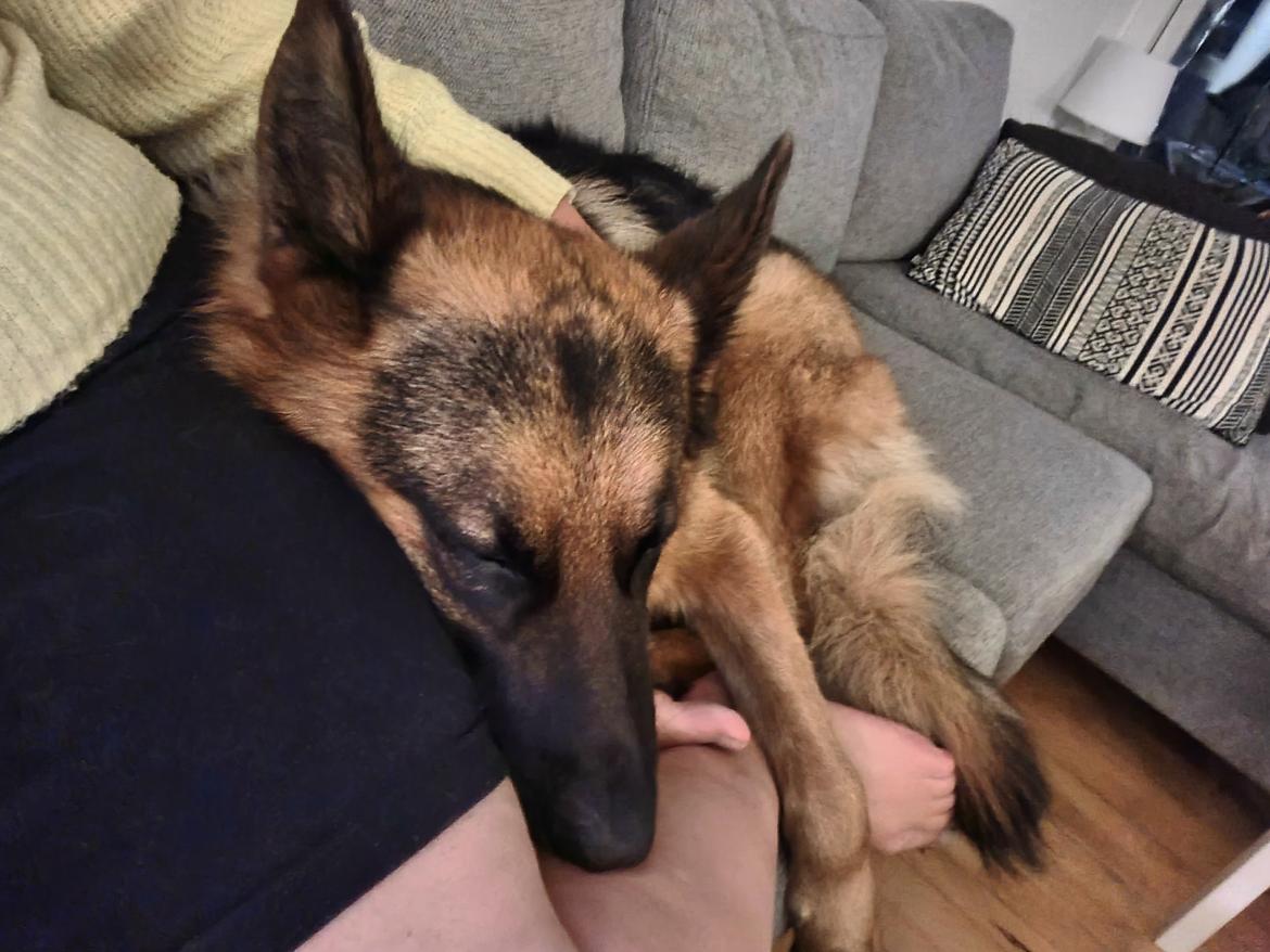 Schæferhund Nanne aka Nano billede 16