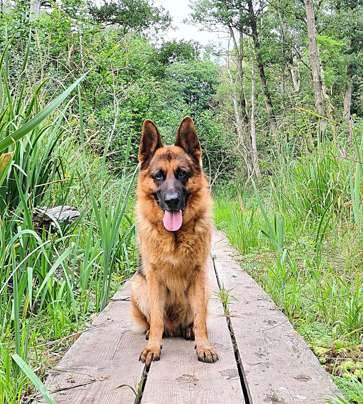 Schæferhund Nanne aka Nano billede 13