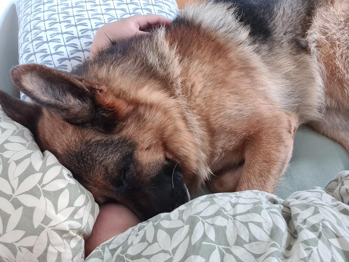 Schæferhund Nanne aka Nano billede 22