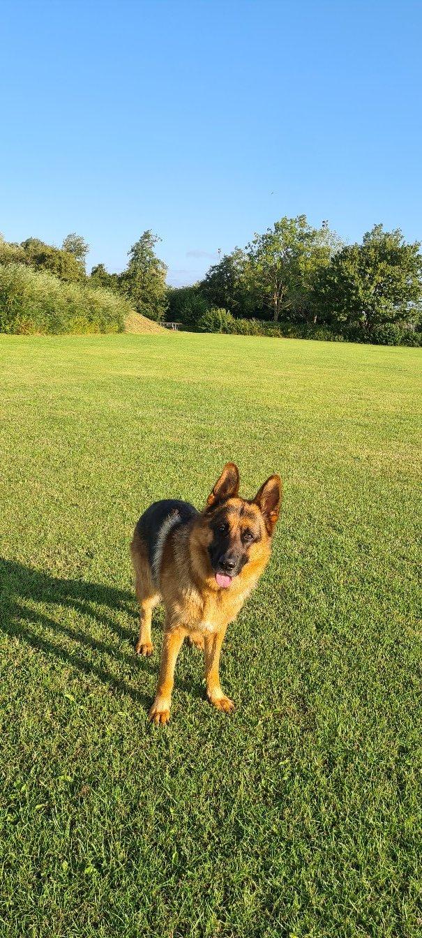 Schæferhund Nanne aka Nano billede 23