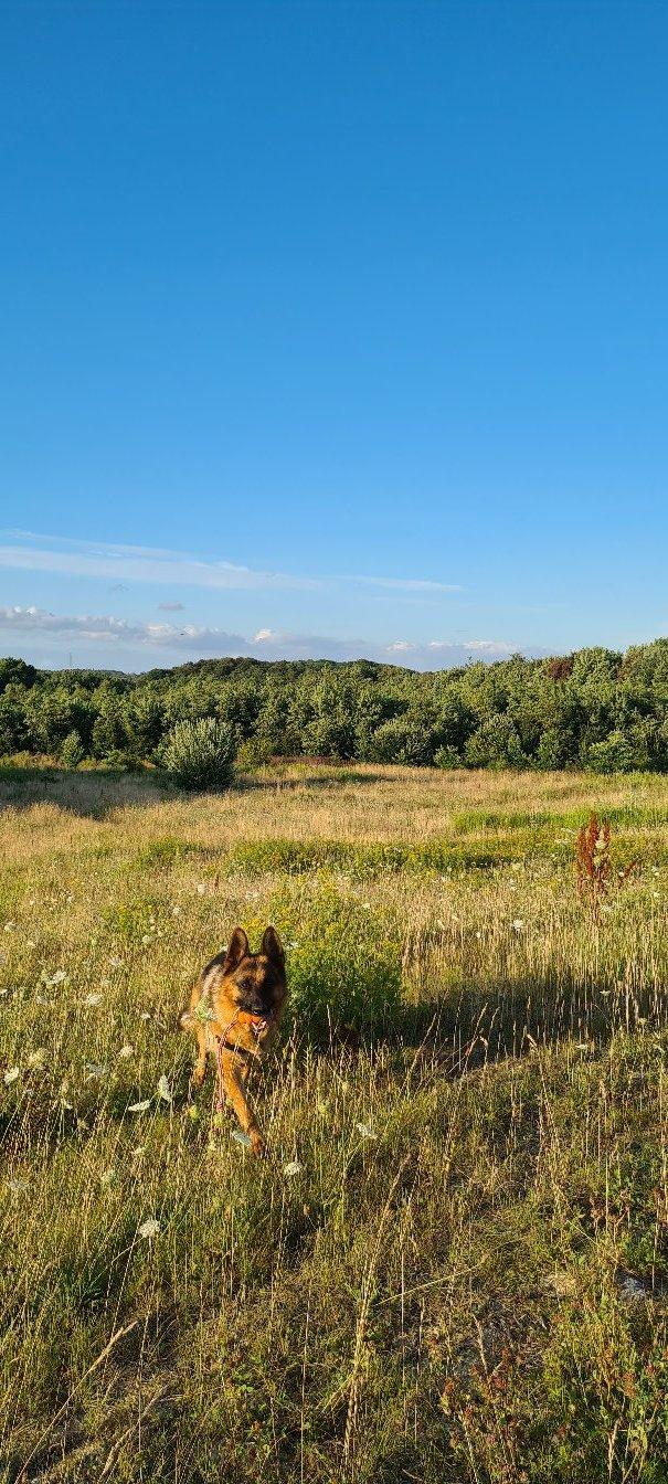 Schæferhund Nanne aka Nano billede 19