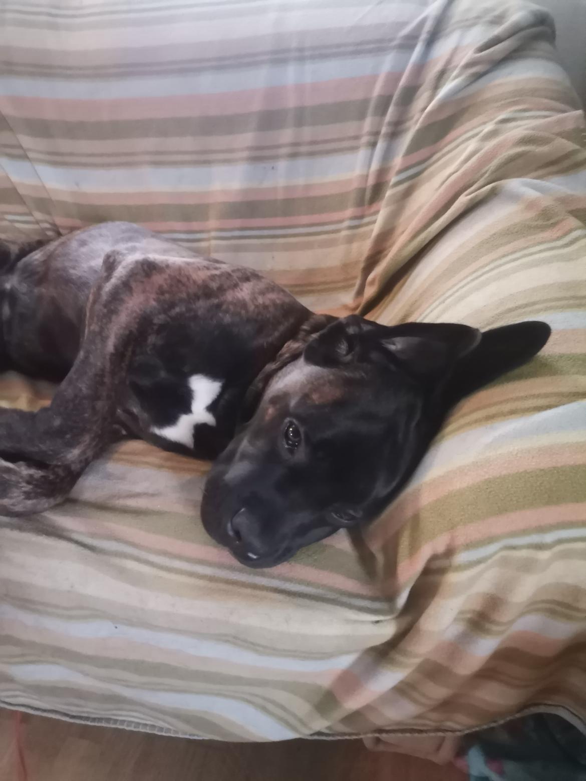 Cane corso Malik billede 5