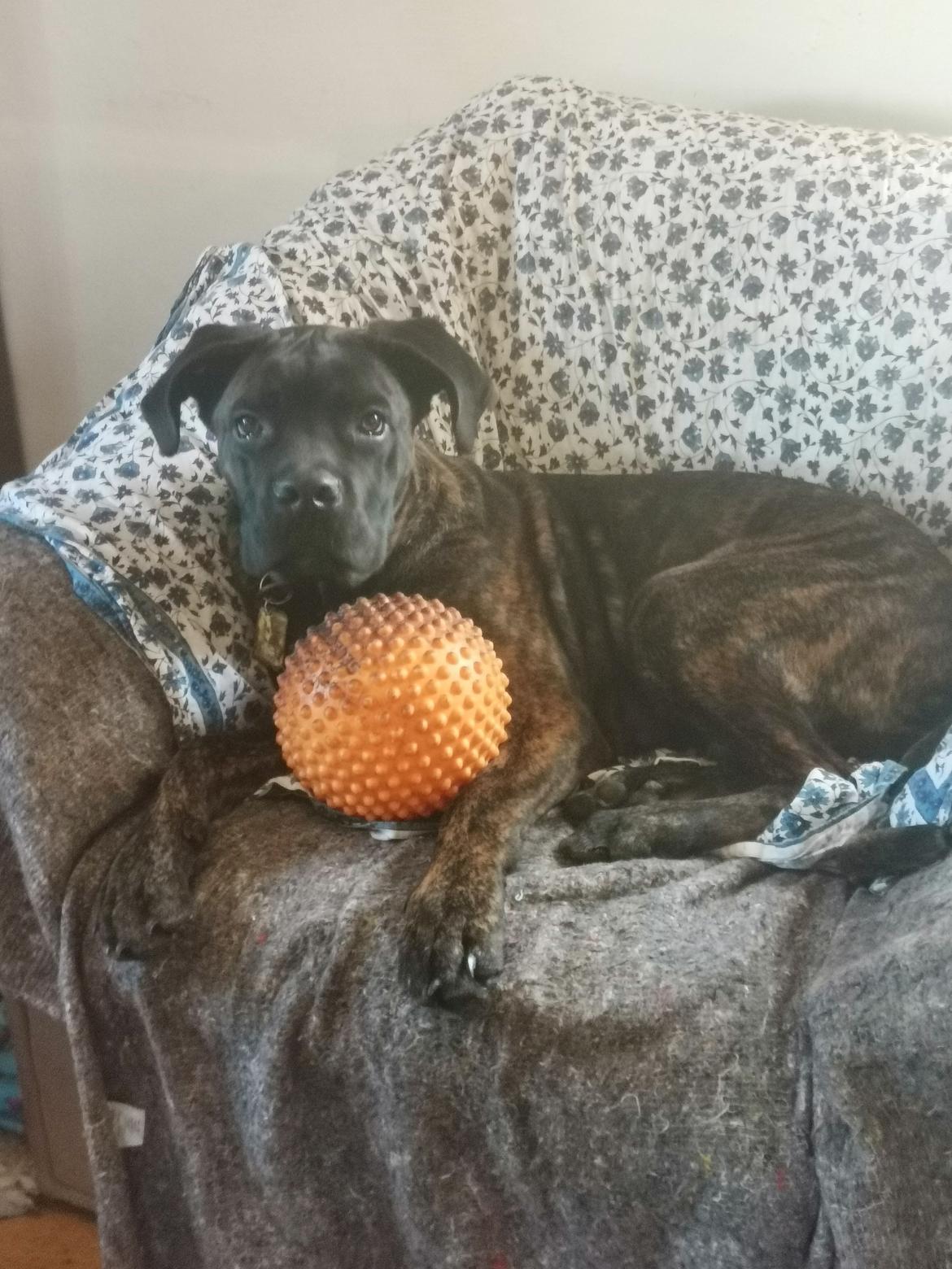 Cane corso Malik billede 6