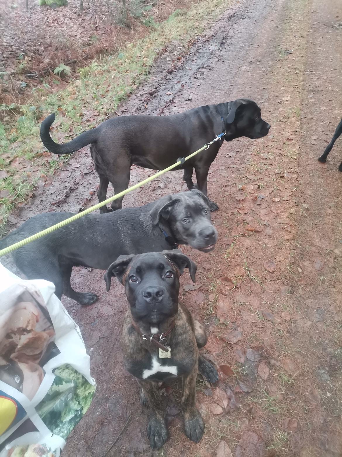 Cane corso Malik - malik og hans 2 søskende lilith og blue  billede 7