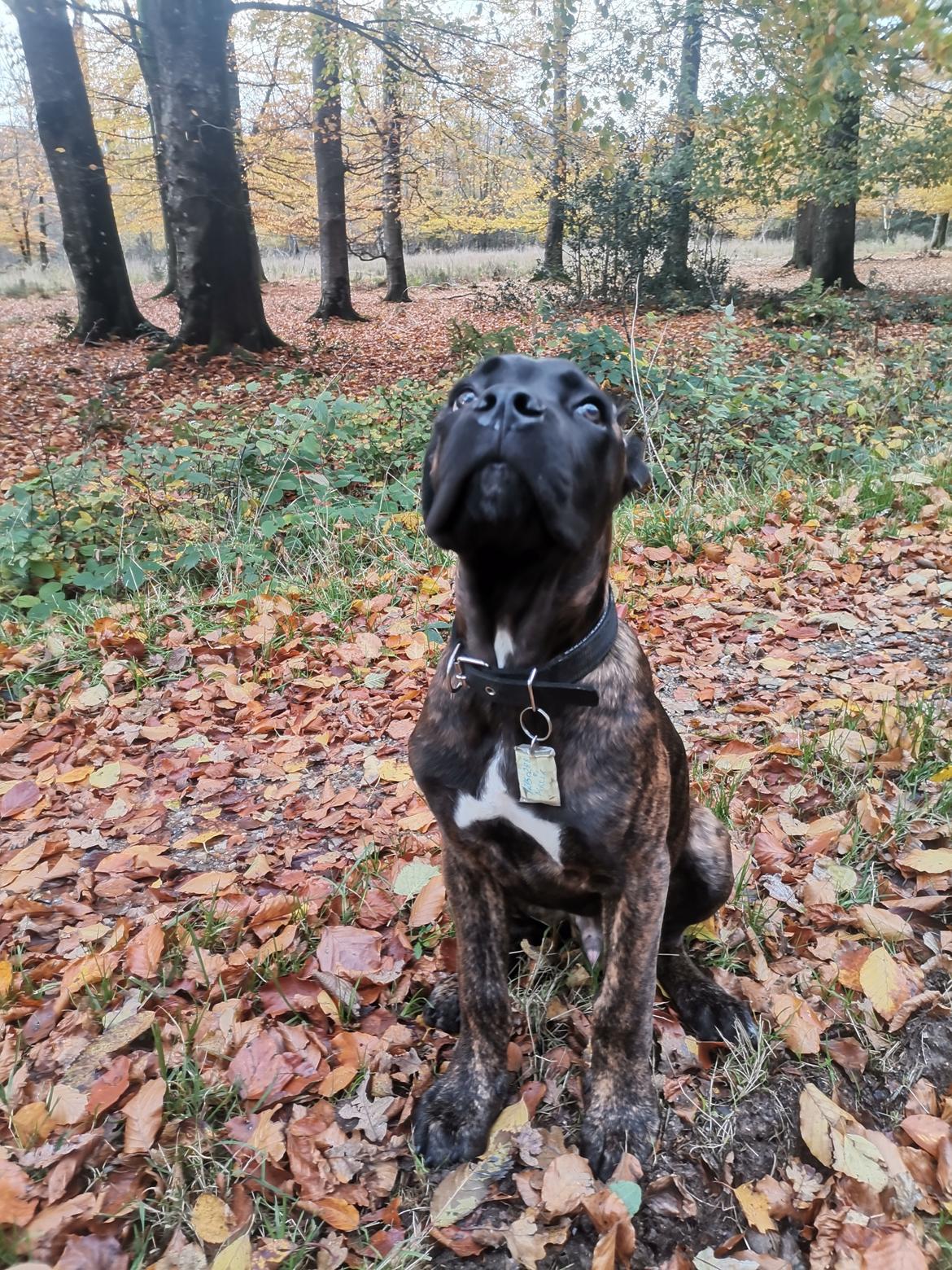 Cane corso Malik billede 8