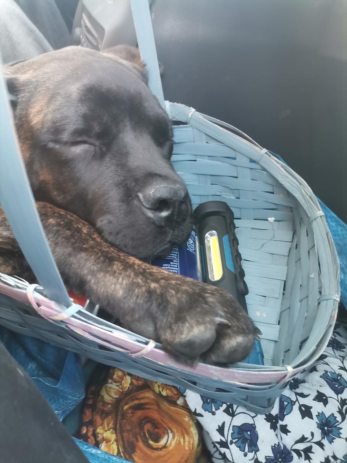 Cane corso Malik billede 9