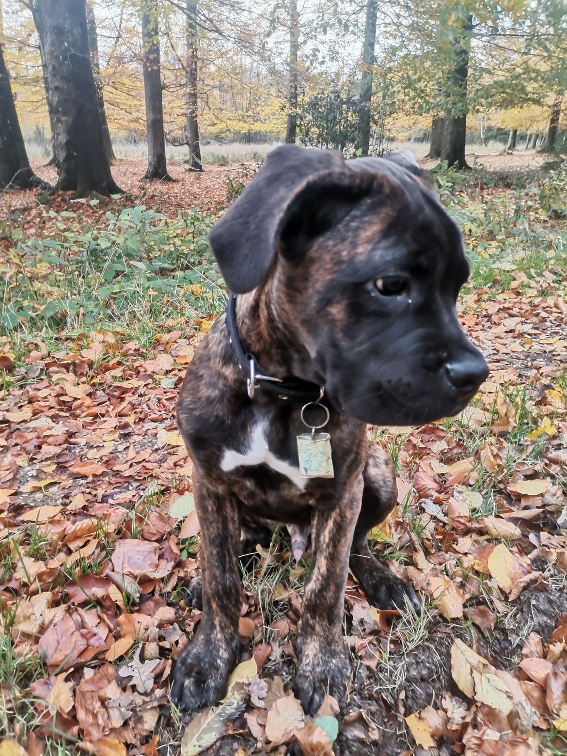 Cane corso Malik billede 10