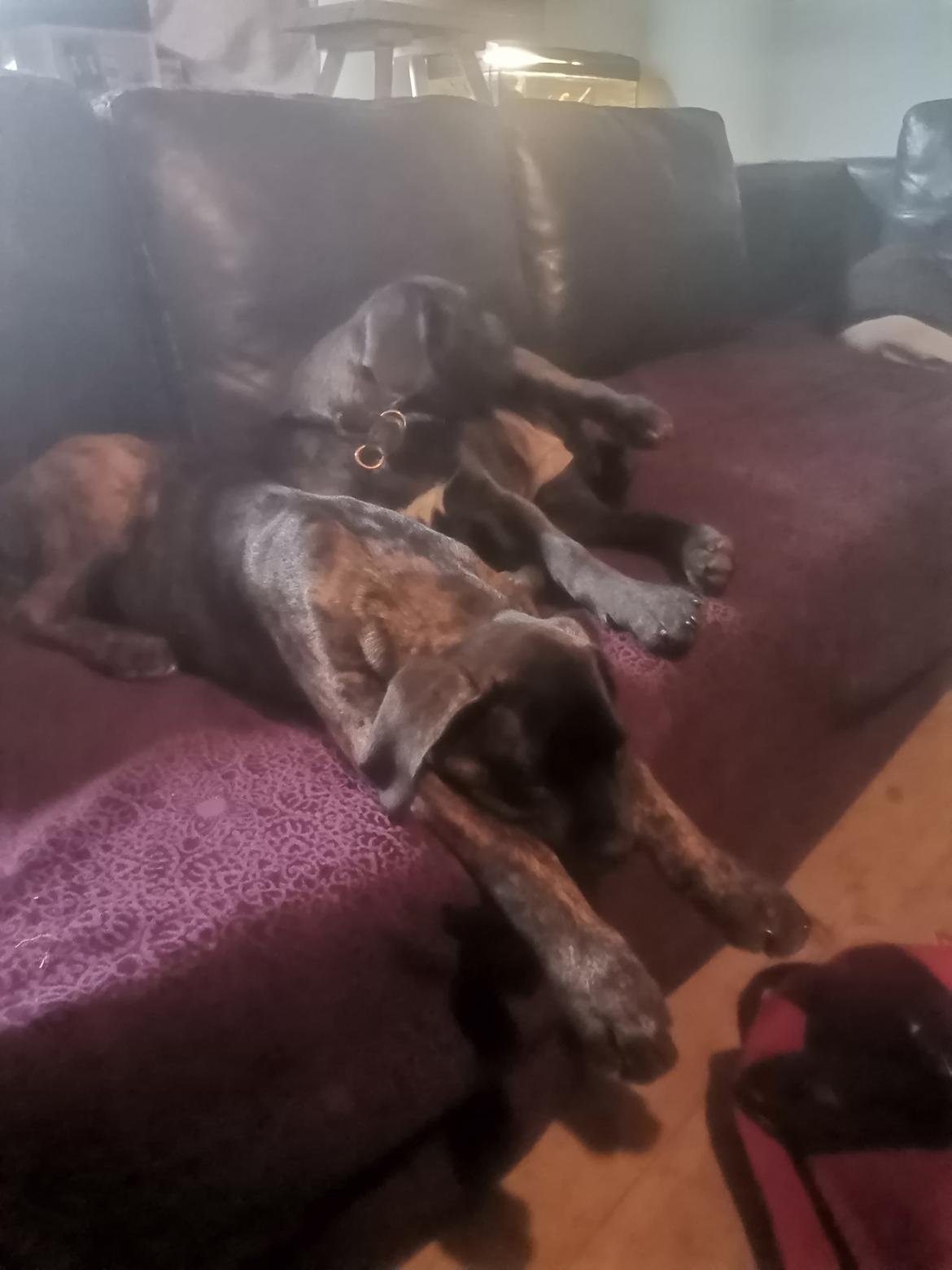 Cane corso Malik - har fået afvide at jeg sover på de mest mærkelige måder men det tror jeg ikke på 🙈🤗🤣 billede 11