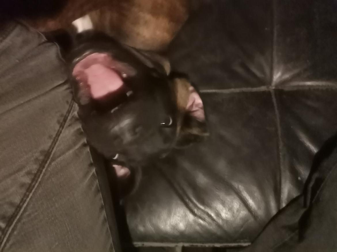 Cane corso Malik billede 12