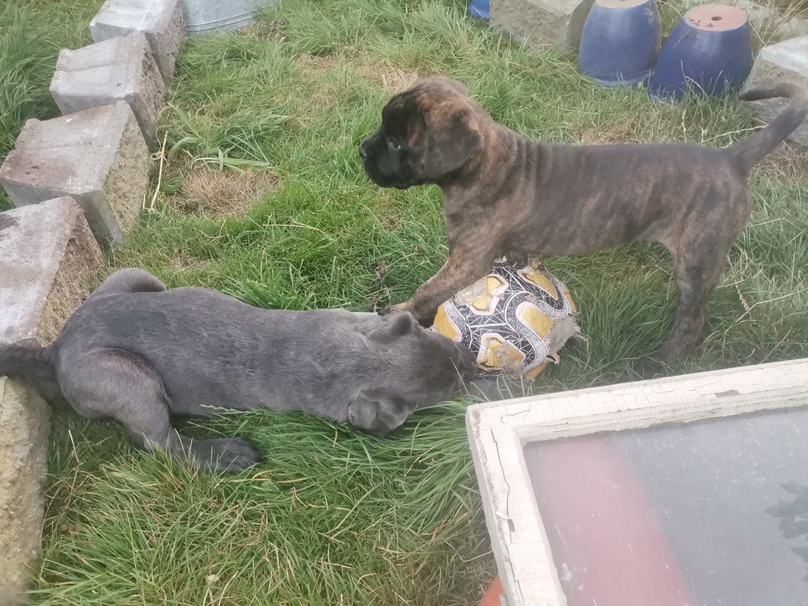 Cane corso Malik billede 13