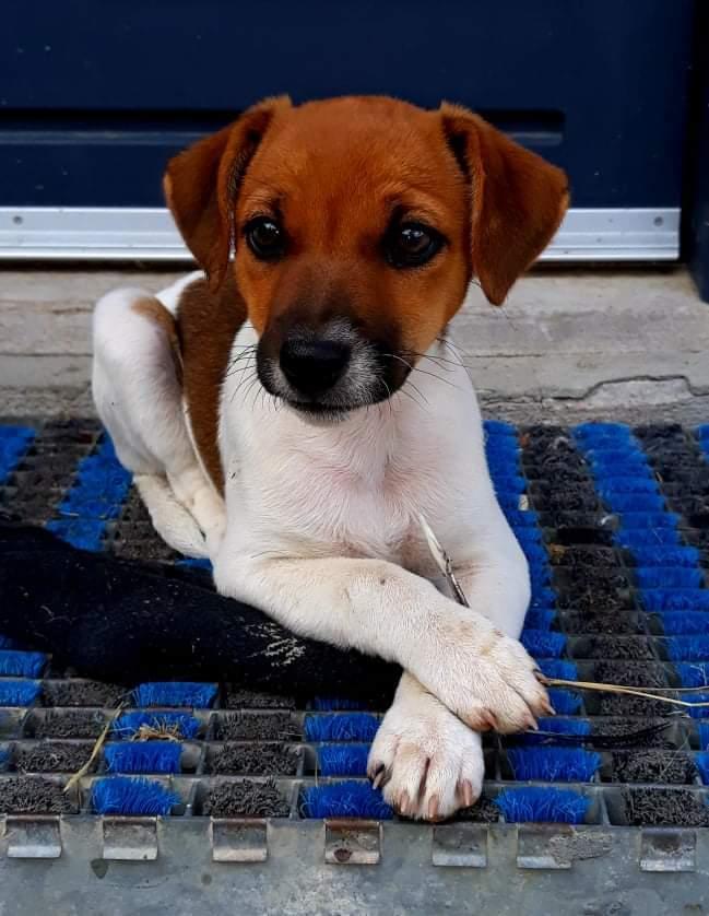 Dansk svensk gaardhund Hundeprut. billede 17