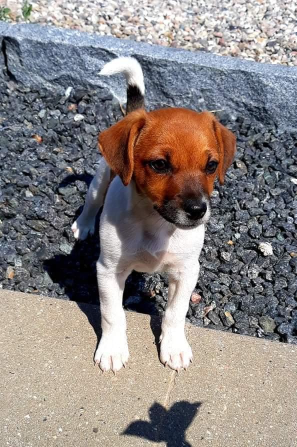 Dansk svensk gaardhund Hundeprut. billede 14