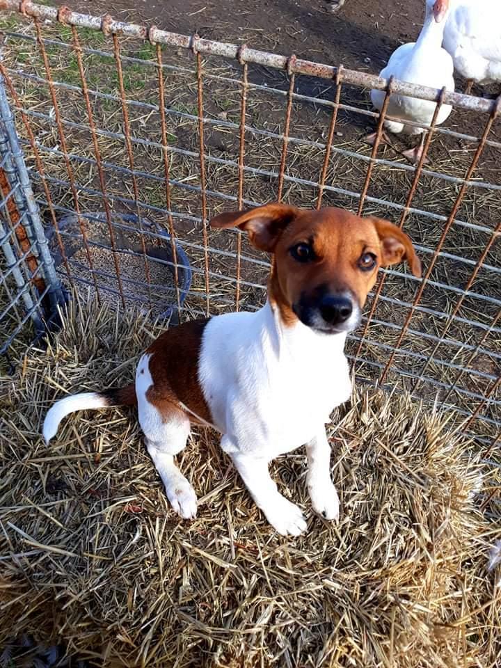 Dansk svensk gaardhund Hundeprut. billede 18