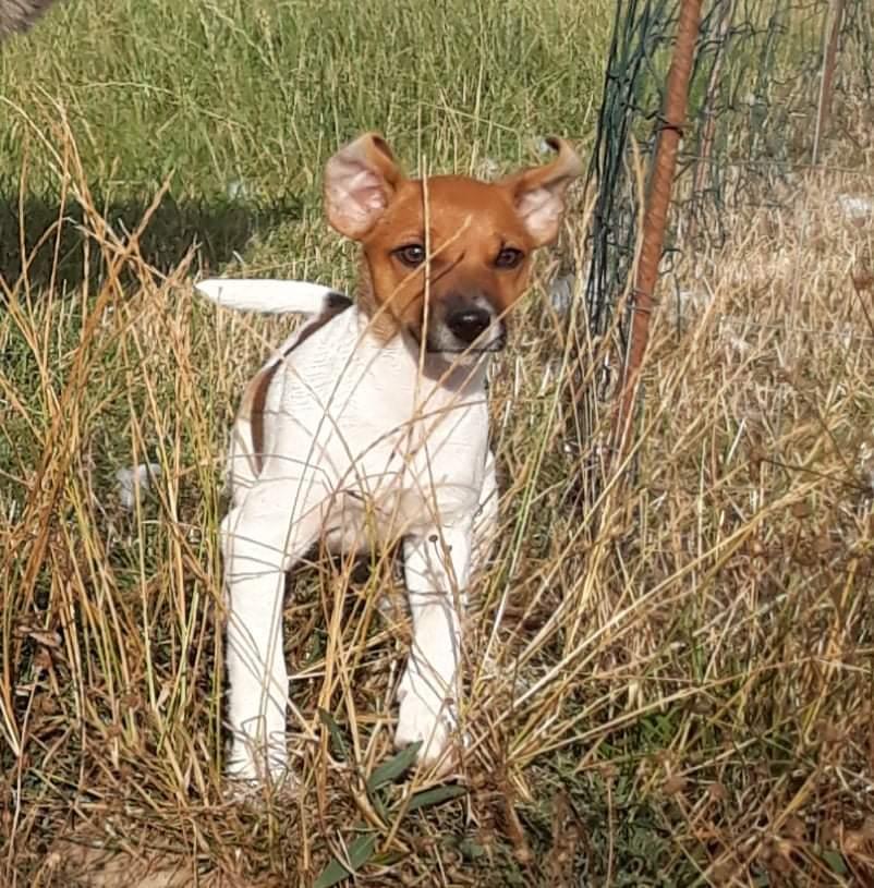 Dansk svensk gaardhund Hundeprut. billede 33