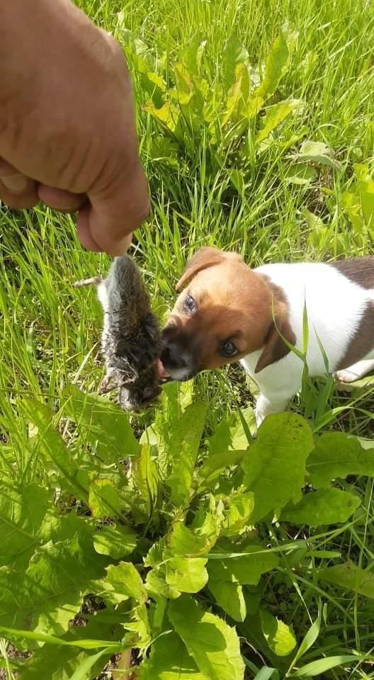 Dansk svensk gaardhund Hundeprut. billede 27