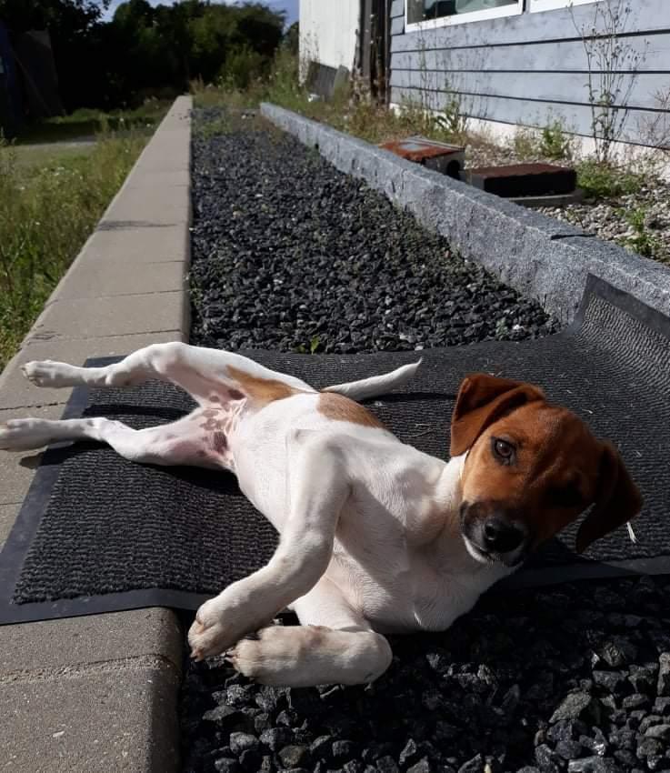 Dansk svensk gaardhund Hundeprut. billede 21