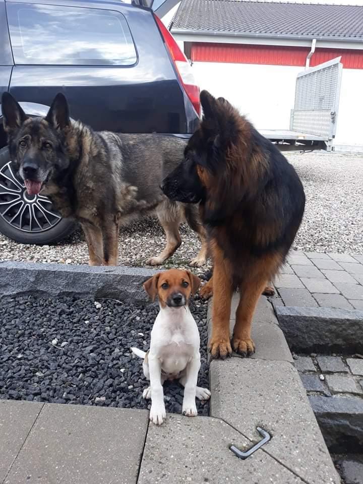 Dansk svensk gaardhund Hundeprut. billede 32