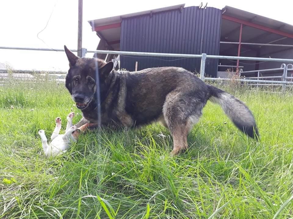 Dansk svensk gaardhund Hundeprut. billede 25