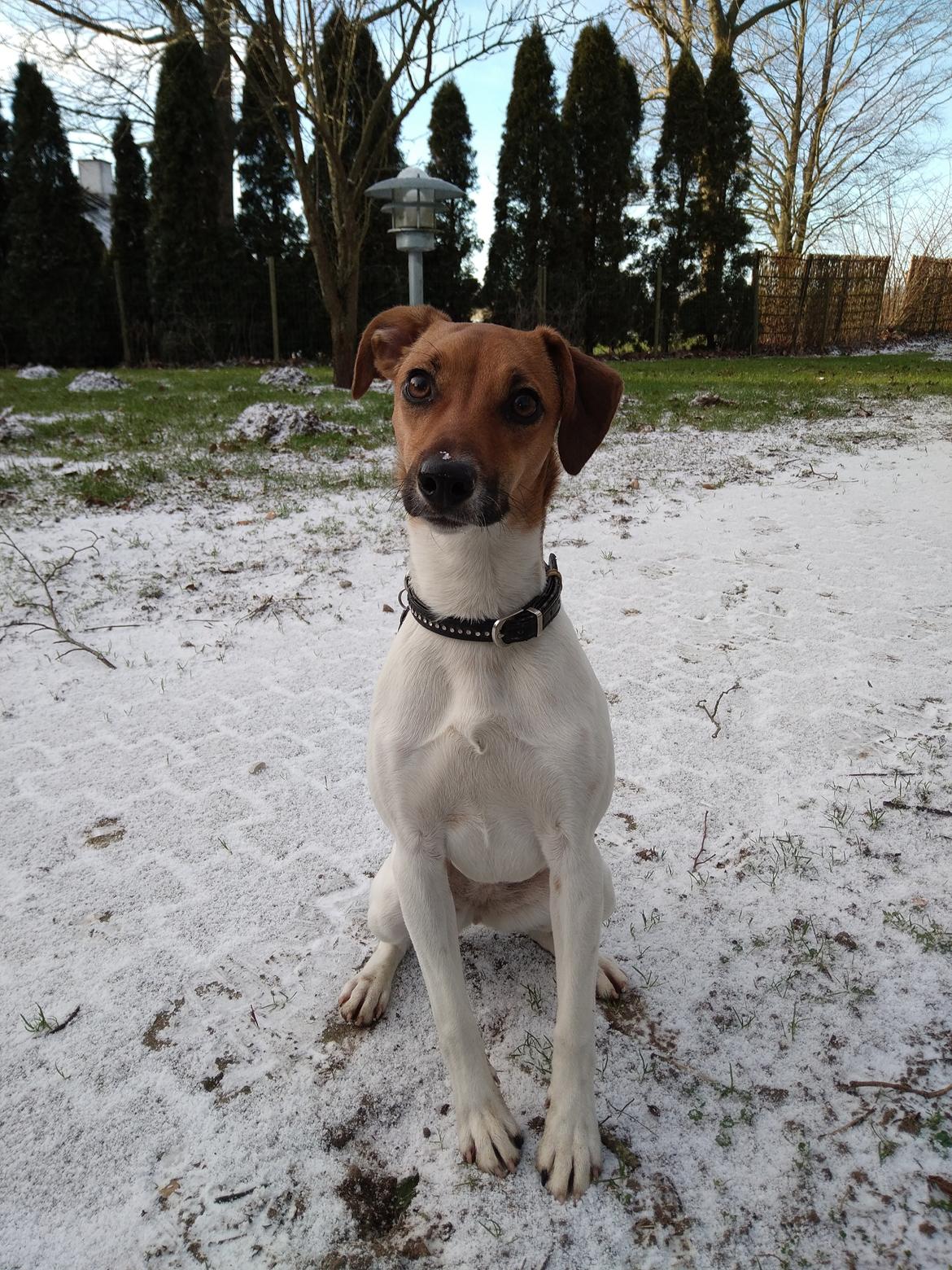 Dansk svensk gaardhund Hundeprut. billede 8