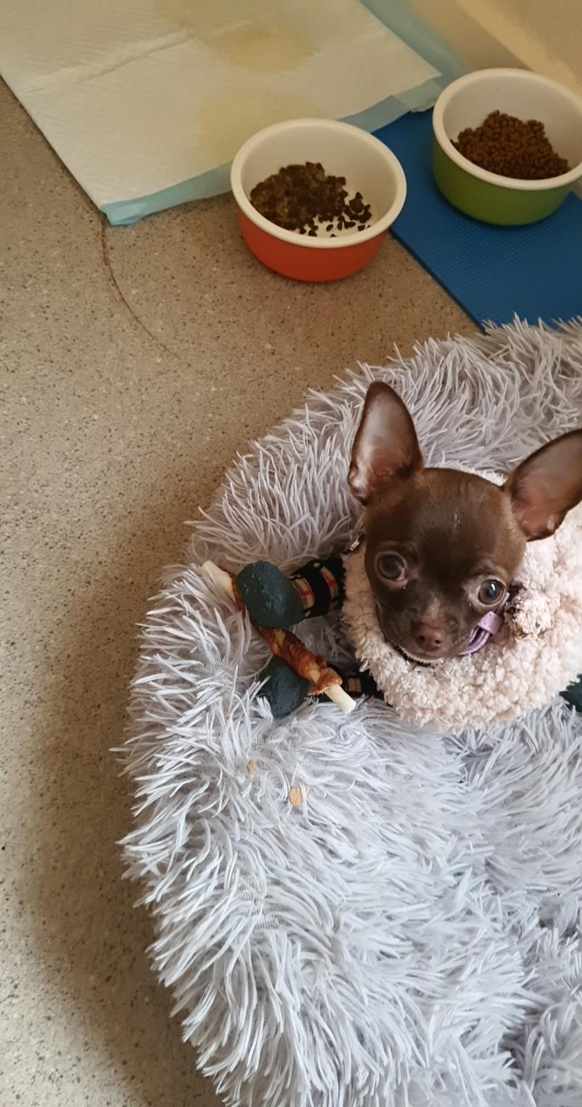 Chihuahua Cuki billede 1