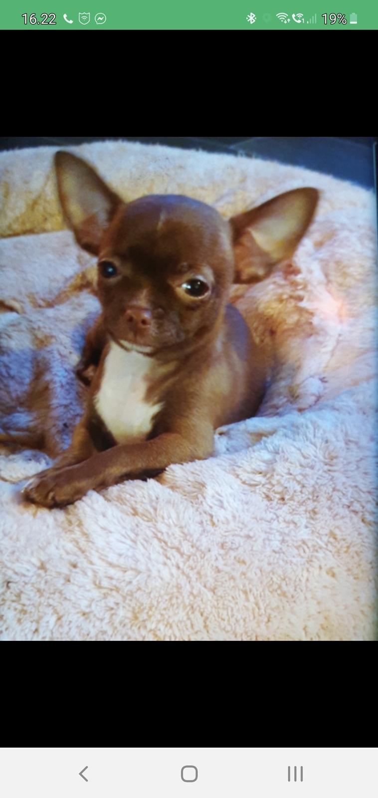 Chihuahua Cuki billede 5