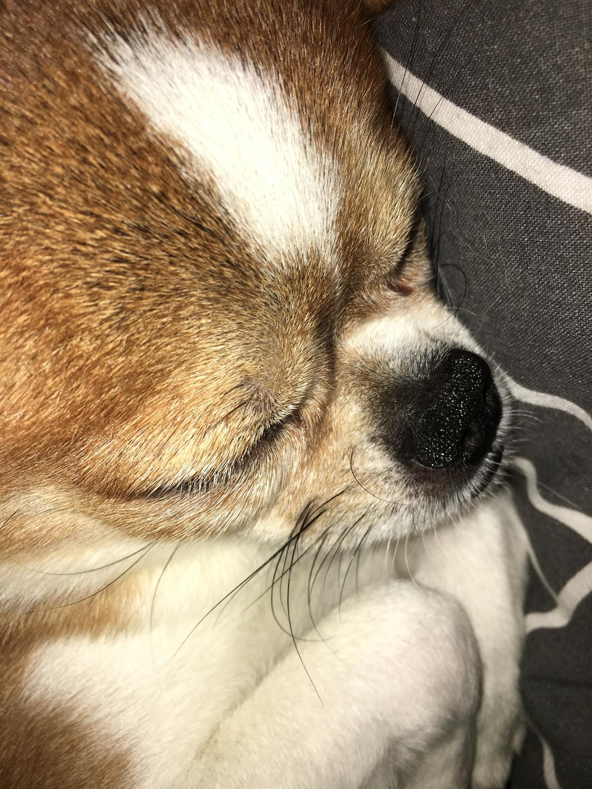 Chihuahua Mr. Piggy R.I.P billede 6