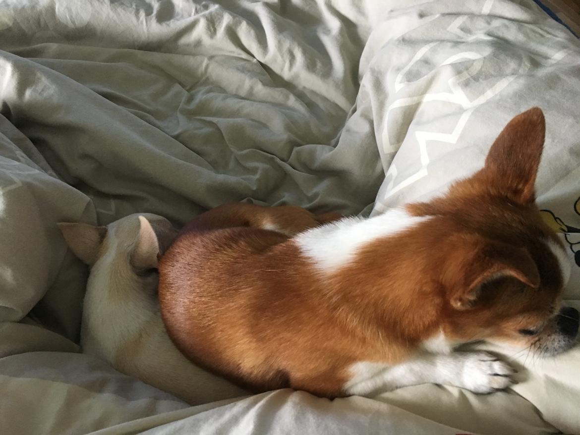 Chihuahua Mr. Piggy R.I.P billede 9